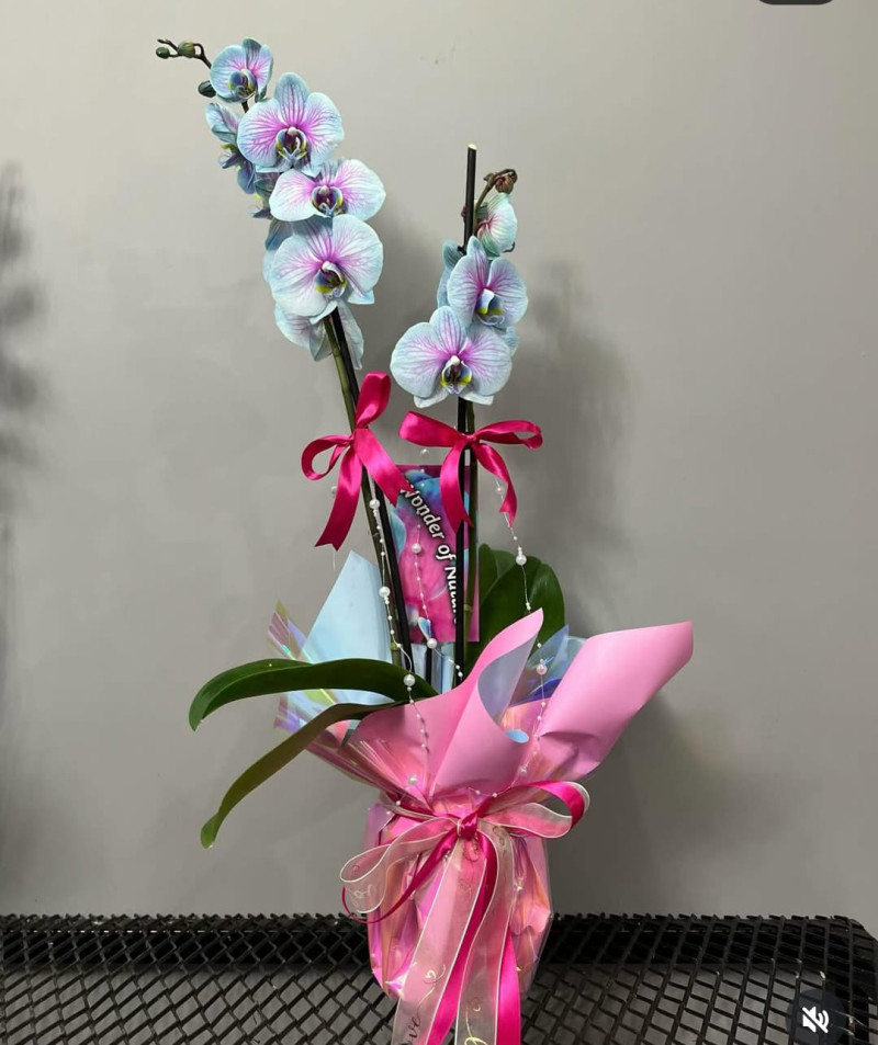 MAVİLİ PEMBELİ ÇİFT DAL ORKİDE