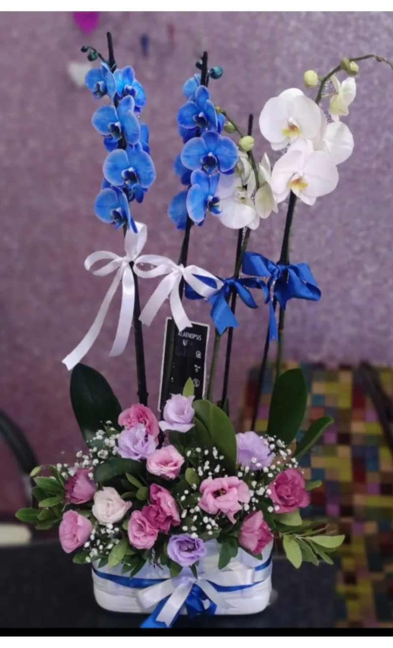 4 DALLI MAVİ BEYAZ ORKİDE ARAJMANI